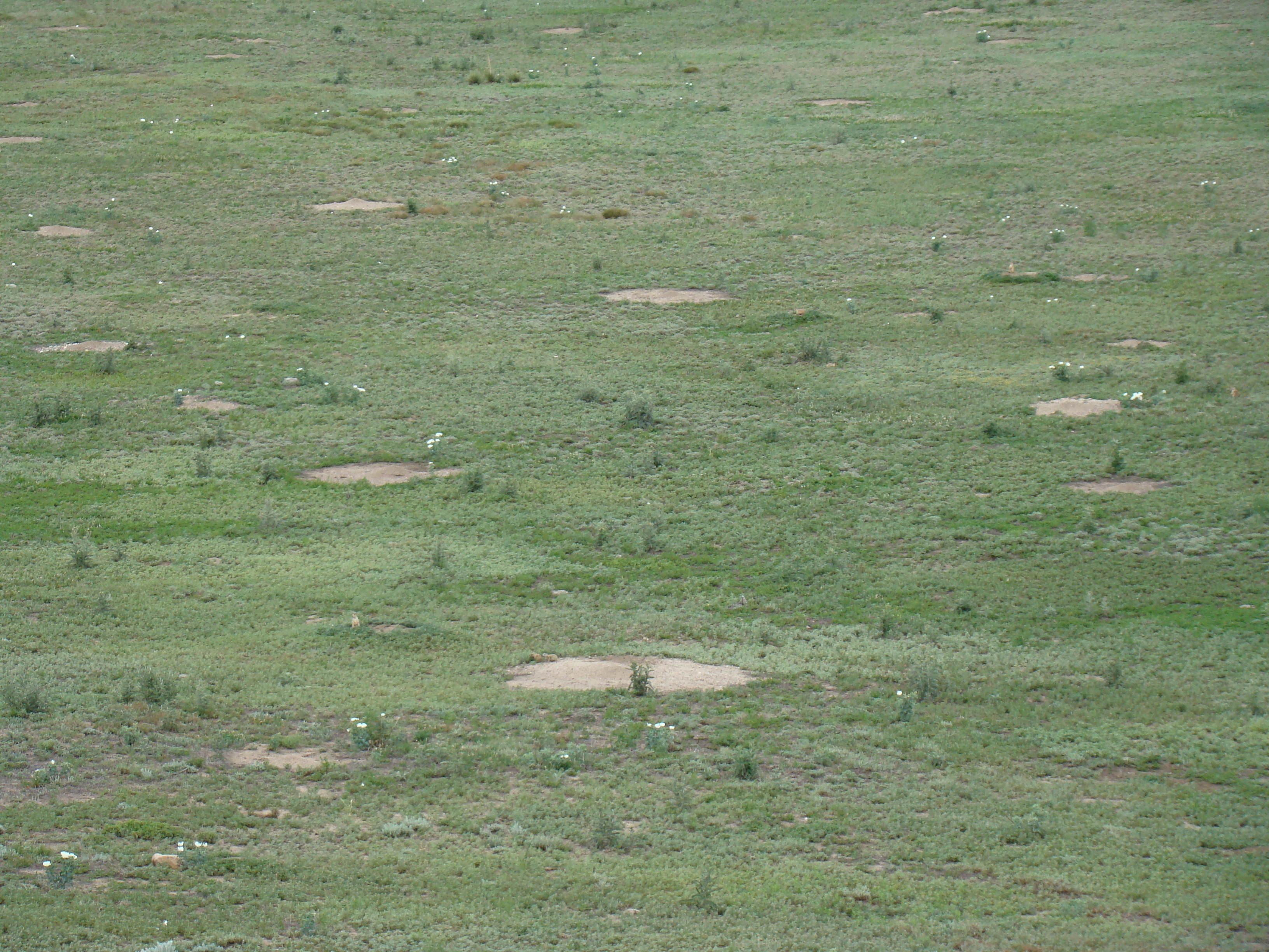 Pairie Dog Hunting Cross C Ranch Wyoming Elk Area 7, Wyoming Mule