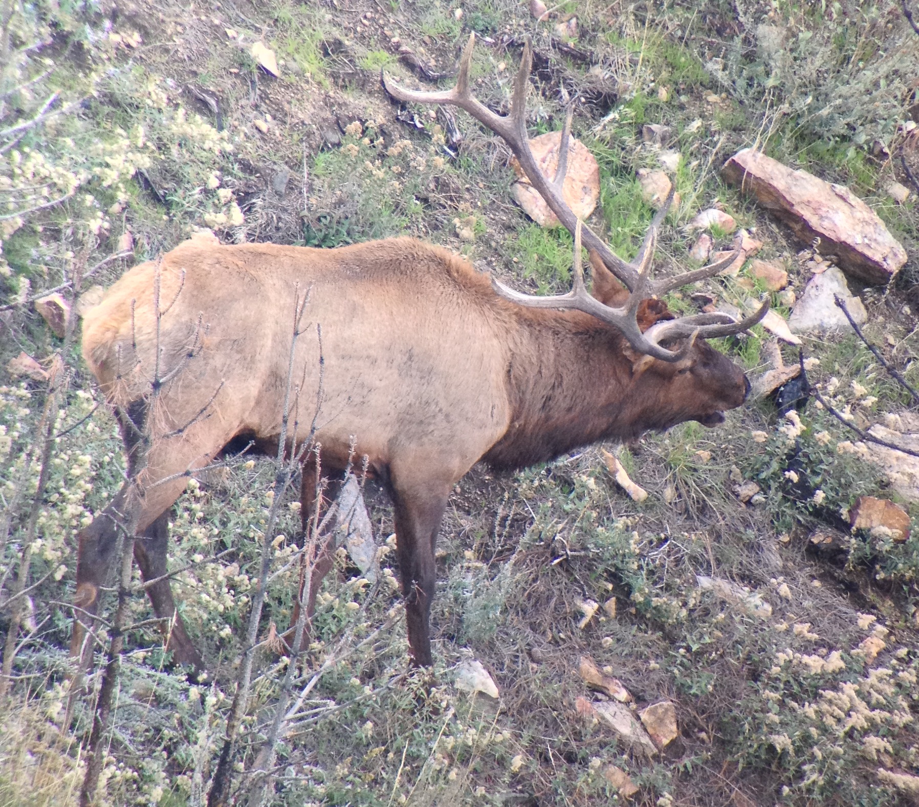 2014 Elk Deer Antelope Season Review Wyoming Hunting Outfitter Review