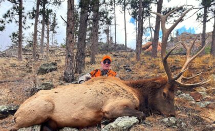 2024 Bull Elk